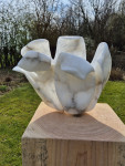 Tulp